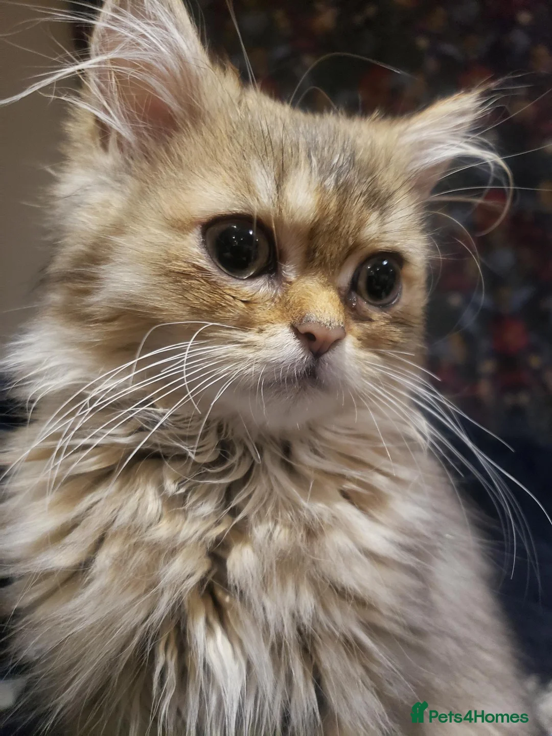 Persian cats for sale: Beautiful Golden Persian chinchilla Male  in Ashbourne - Advert 6
