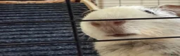 Guinea Pig rodents for sale: Gorgeous male guinea pig for sale  - Advert 2