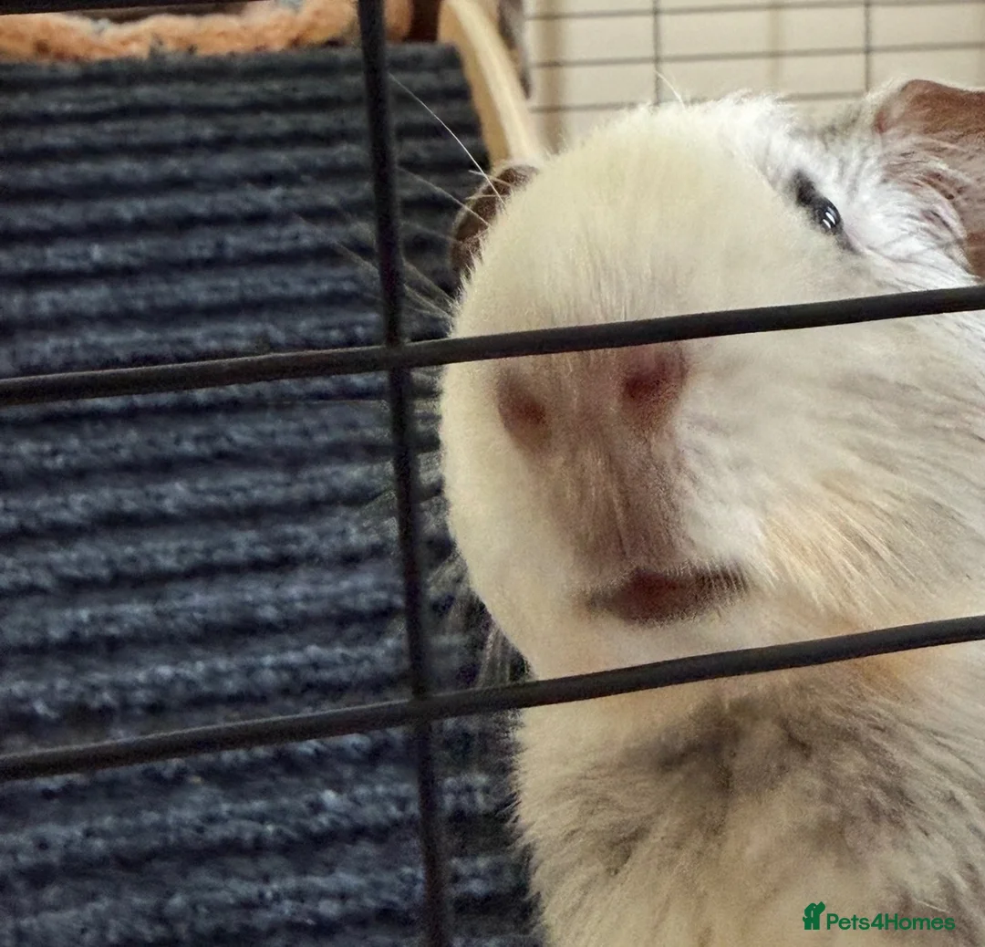 Guinea Pig rodents for sale: Gorgeous male guinea pig for sale  - Advert 2