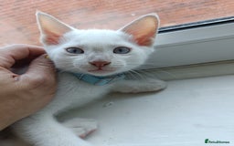 Siamese cats for sale: cuddliest boy ever is looking for home - Image 8