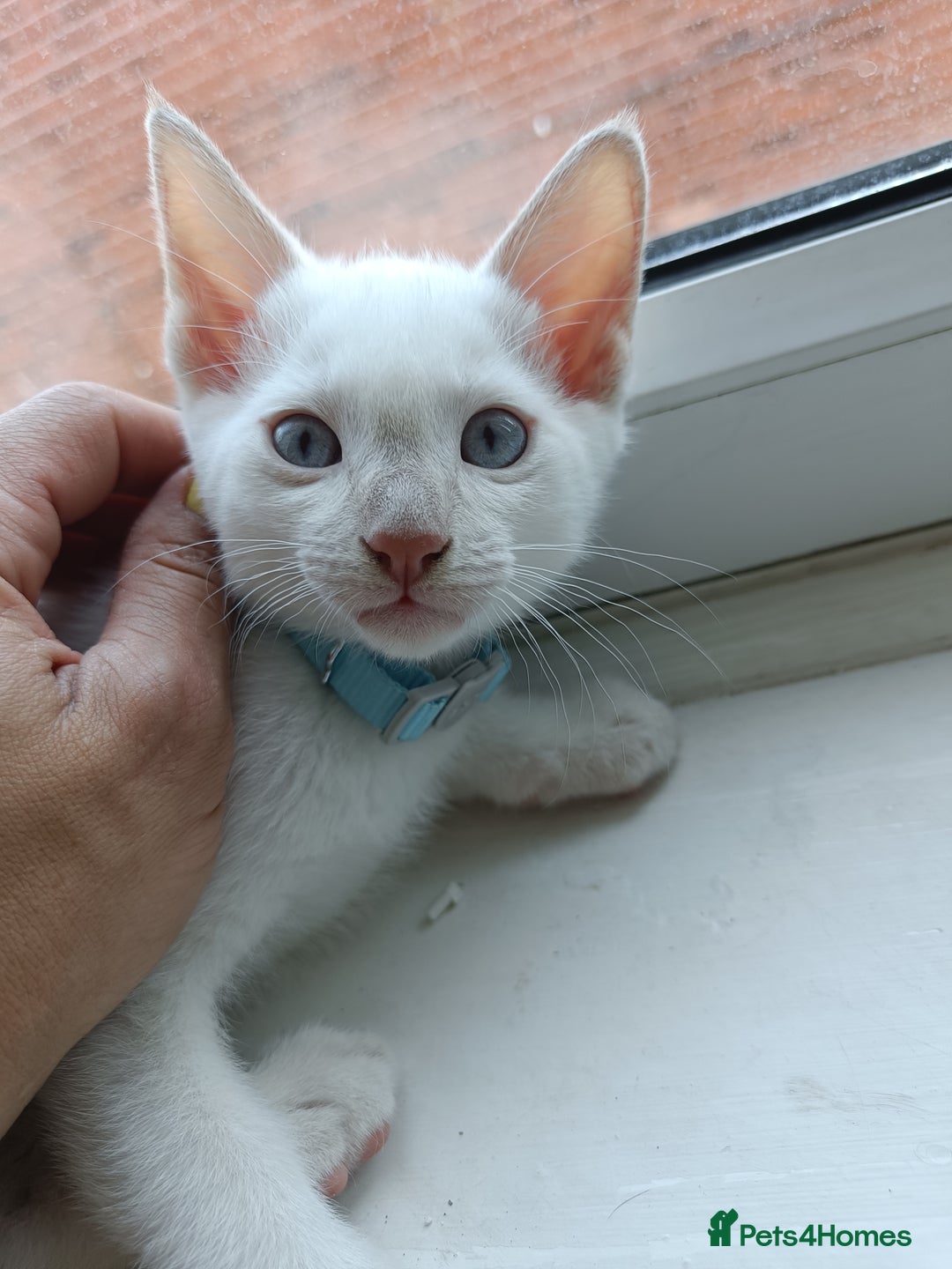 Siamese cats for sale: cuddliest boy ever is looking for home - Image 8