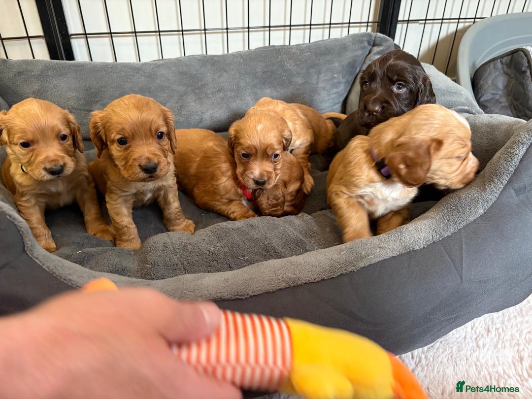 Cocker Spaniel dogs for sale: Kc reg cocker spaniels with 5 weeks insurance  - Advert 18