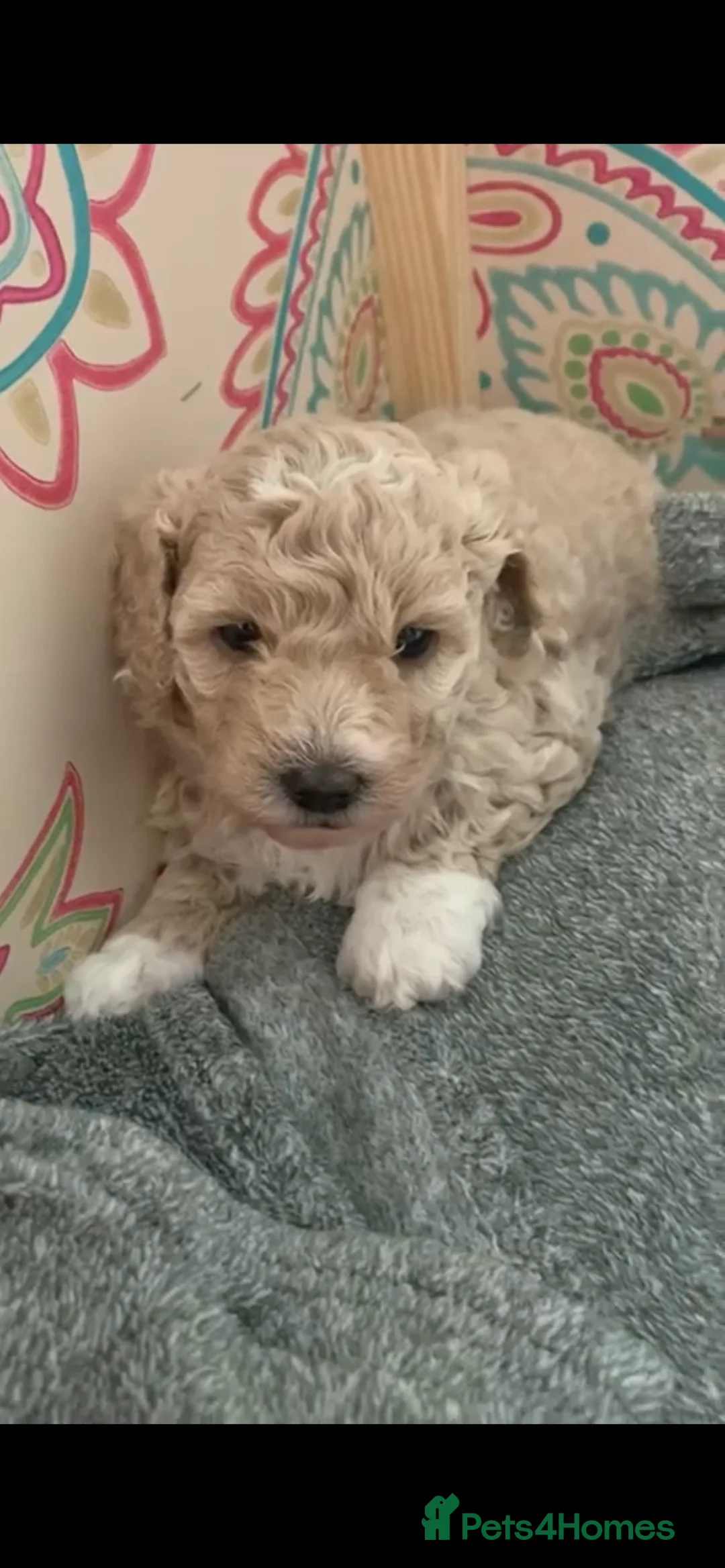 Cavapoo dogs for stud: ❤️Fully health tested red toy poodle❤️ - Advert 15