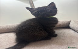 Ragdoll cats for sale: 5 Beautiful Ragdoll/ British Shorthairs - Advert 10