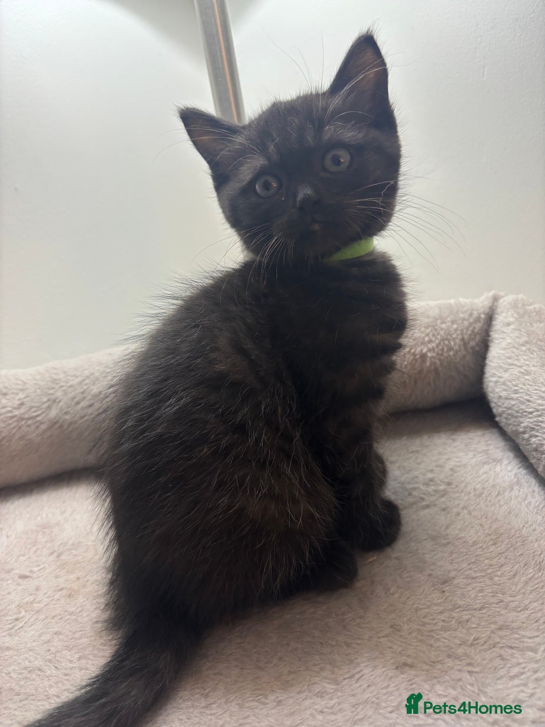 Ragdoll cats for sale: 5 Beautiful Ragdoll/ British Shorthairs - Advert 10