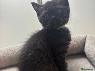 Ragdoll cats Only 2 left -Beautiful Ragdoll/ British Shorthairs - Advert 3