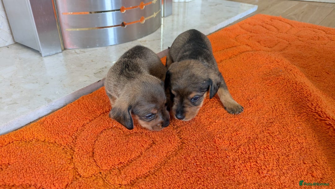 Mixed Breed dogs for sale: 3/4Dachshund X 1/4Jack  - Image 15