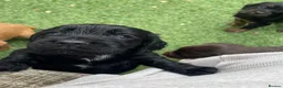 Cocker Spaniel dogs for sale: Beautiful working cocker spaniel puppies - Advert 14