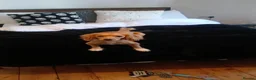Mixed Breed dogs for sale: Evie  in Caterham - Advert 3