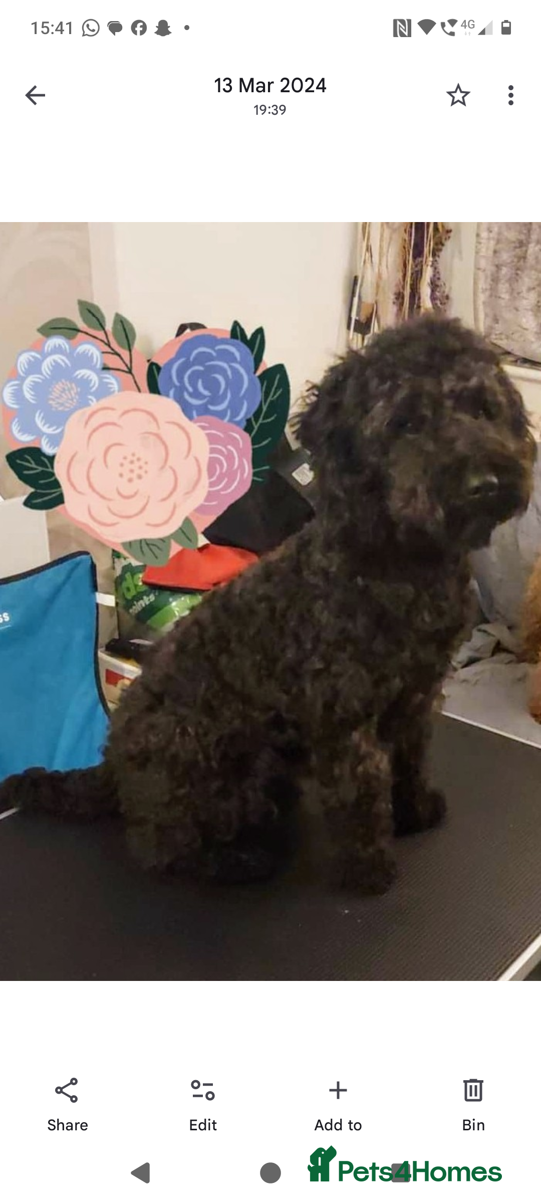 Cockapoo dogs for sale: Bailey 4 year old cockapoo - Image 5