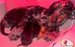 Miniature Dachshund dogs for sale: 4 beautiful minis  - Advert 5