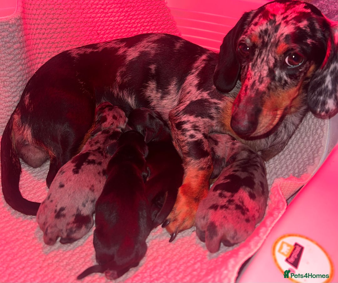 Miniature Dachshund dogs for sale: 4 beautiful minis  - Advert 5