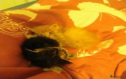 Maine Coon cats for sale: 5 beautiful full Maine Coon kittens for sale - Advert 11