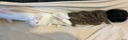 New Zealand rabbits for sale: New Zealand baby’s  - Advert 2
