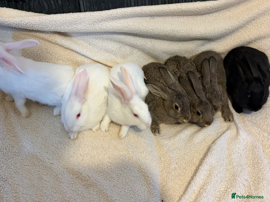 New Zealand rabbits for sale: New Zealand baby’s  - Advert 2