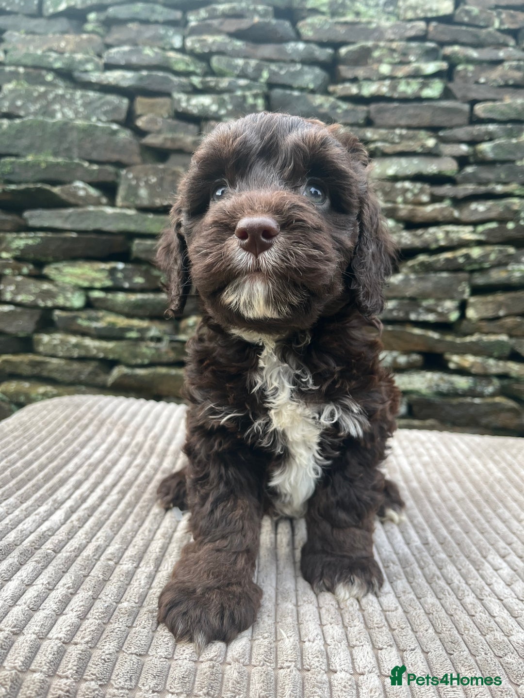 Cockapoo dogs for sale: Cockerpoo puppies  - Advert 3