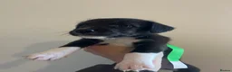 Mixed Breed dogs for sale: Beddy whippet (F1) x Jack Russell pups - Advert 13