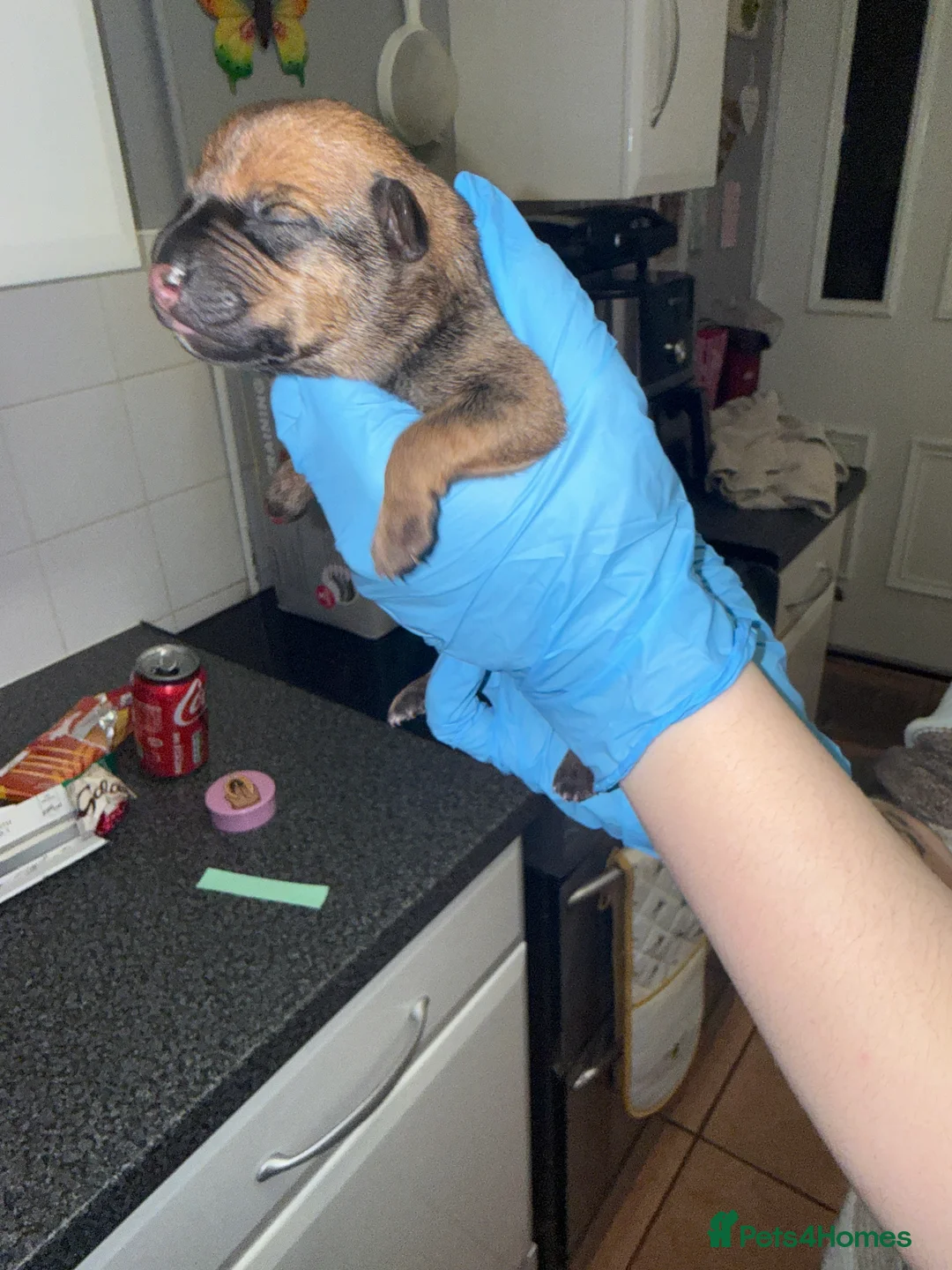 Mixed Breed dogs for sale: 10 puppy’s 6 boys 4 girls ready in 6 weeks  - Advert 9