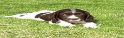 English Springer Spaniel dogs for sale: Very Well Bred Male Springer Spaniels - Advert 8