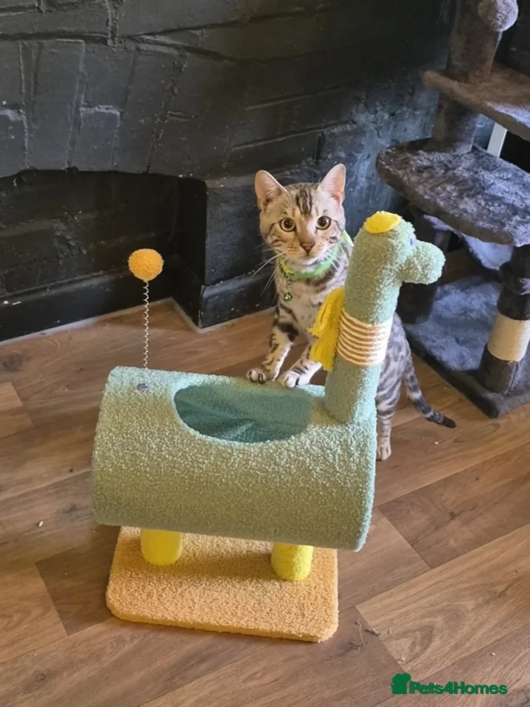 Bengal cats for stud: Silver Bengal Stud 🩶 TICA REG N DNA CLEAR - Advert 2