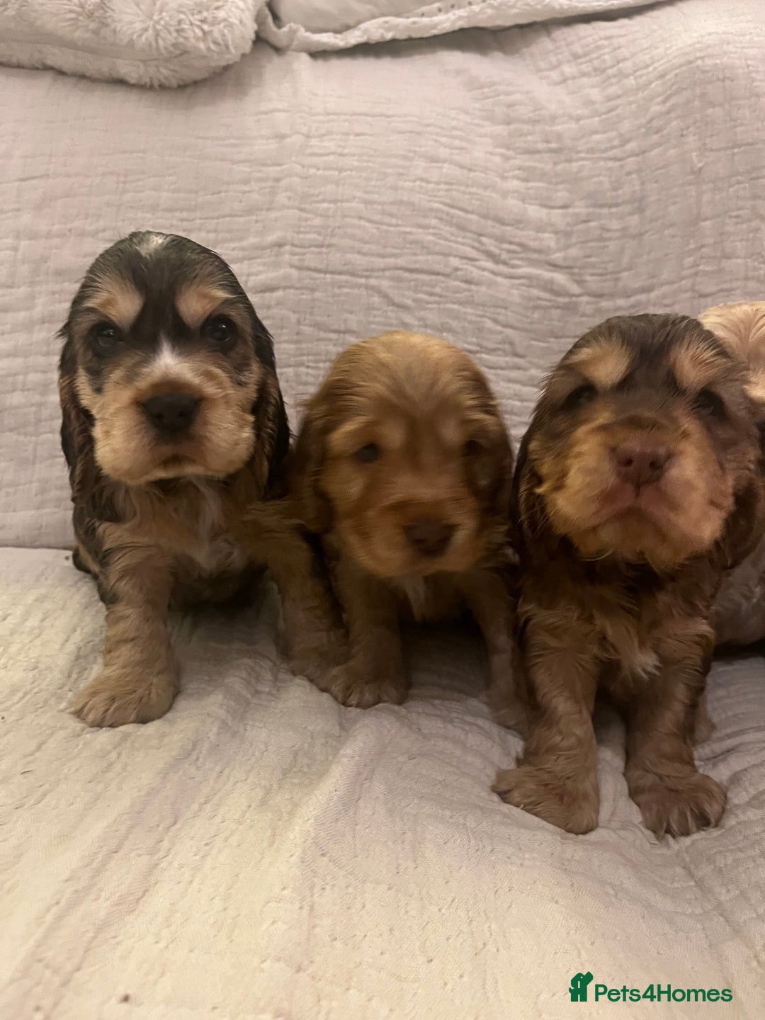 Cocker Spaniel dogs for sale: Adorable show type cocker spaniel pups - Advert 12