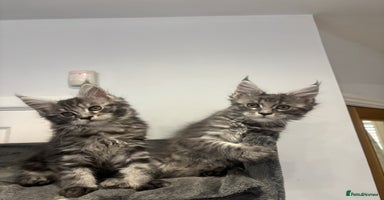 Maine Coon cats  TICA Maine Coon Kittens Ready Dec!  🎁  - Advert 5