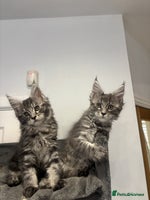 Maine Coon cats TICA Maine Coon Kittens Ready Dec! 🎁 - Advert 5