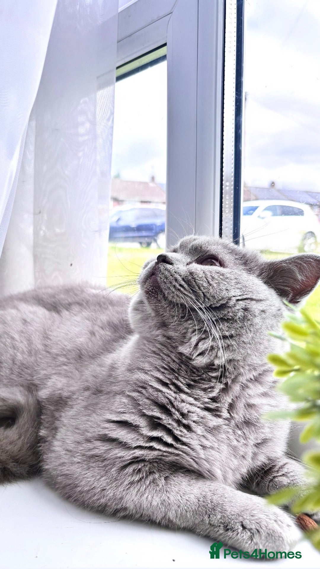 British Shorthair cats for sale:  lilac male British shorthair  - Image 5