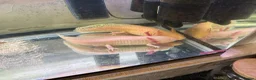 Axolotl reptiles for sale: Golden albino female and a very pale gold male. in Tredegar - Advert 1