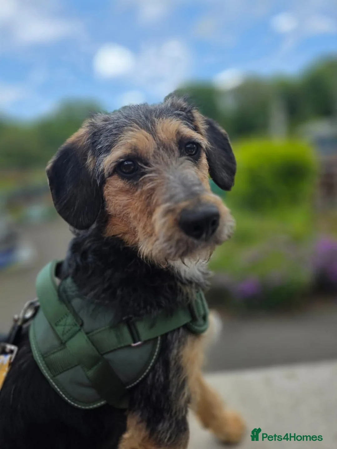 Mixed Breed dogs for adoption: ☀️ISLE OF MAN’S LITTLE RAY OF SUNSHINE ☀️  in Worcester - Advert 2