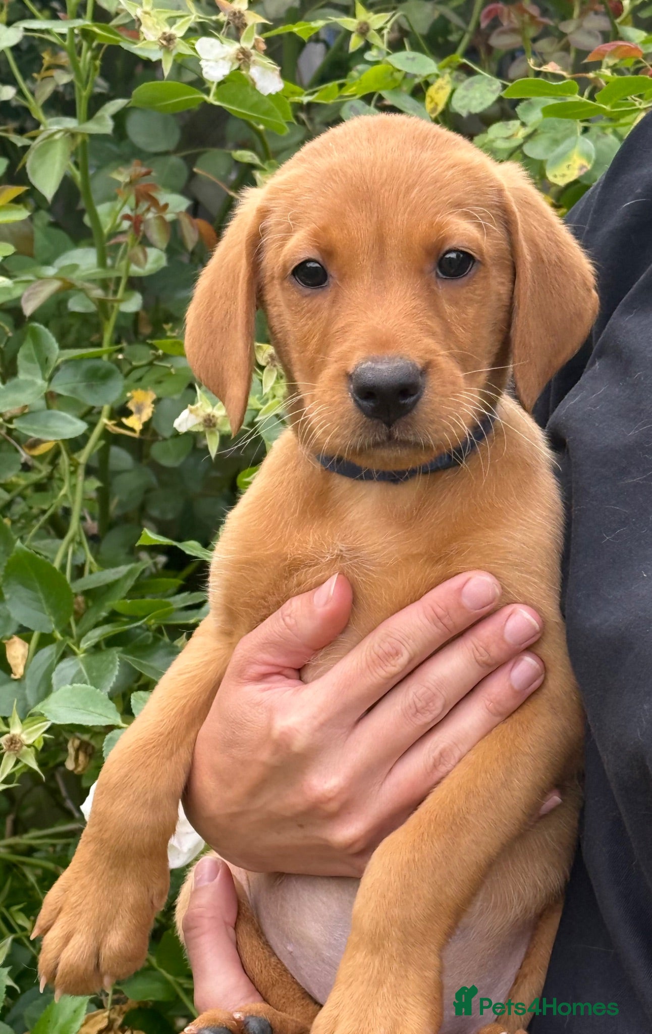 Labrador Retriever dogs 8 week old KC Registered Labrador Puppies - Advert 1
