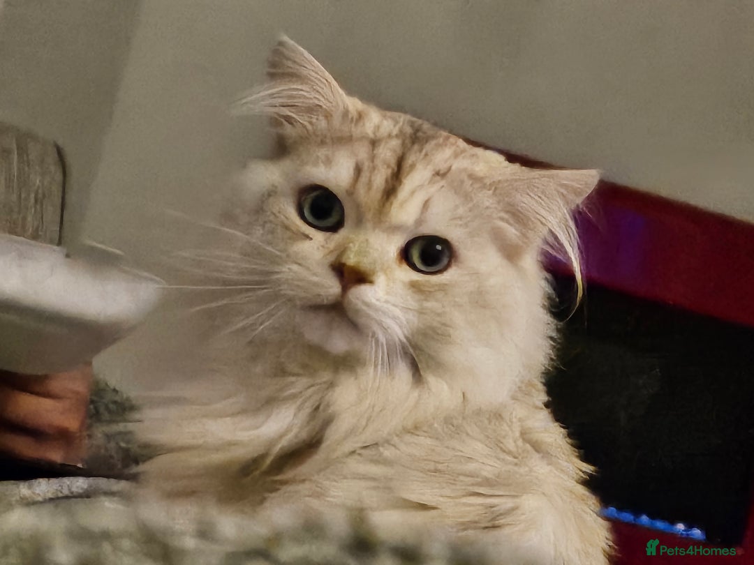 British Longhair cats for sale: Friendliest British long hair male in Birmingham - Image 3