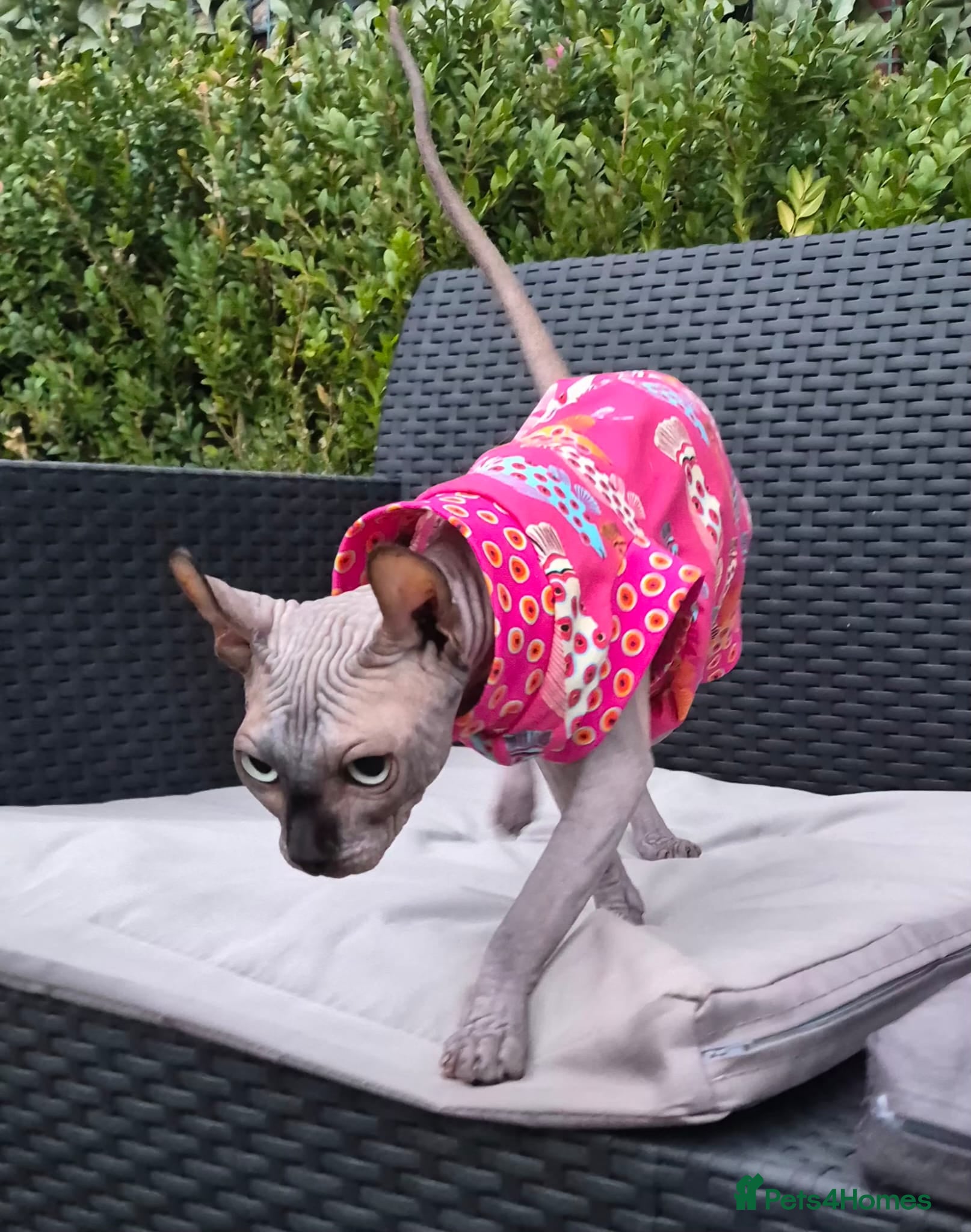 Sphynx cats Sphynx /Elf kittens Ready Now - Advert 2