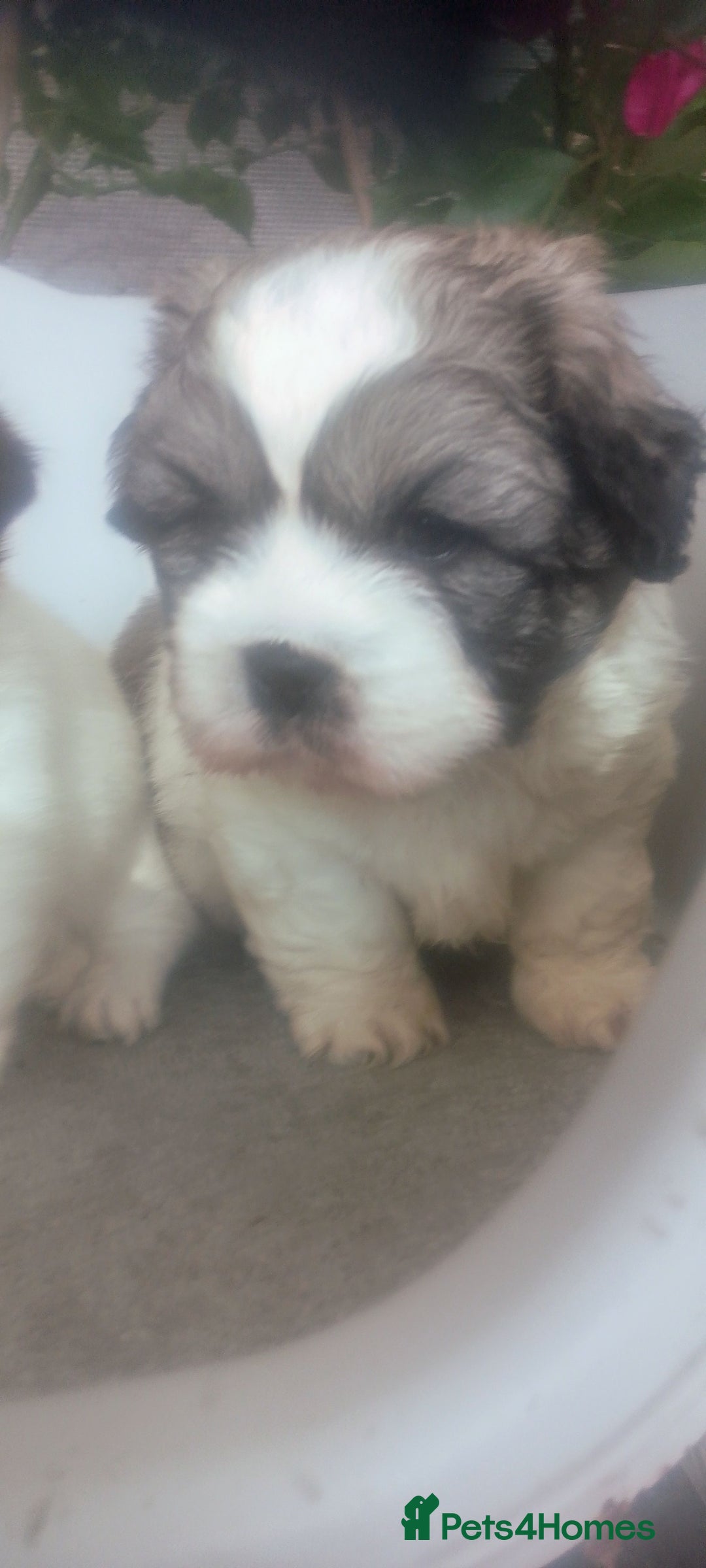 Mixed Breed dogs for sale: Lovely little shitzu cross puppies  - Image 11
