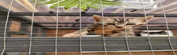 Bengal cats for sale: ✨beautiful Bengal kittens✨ - Advert 5