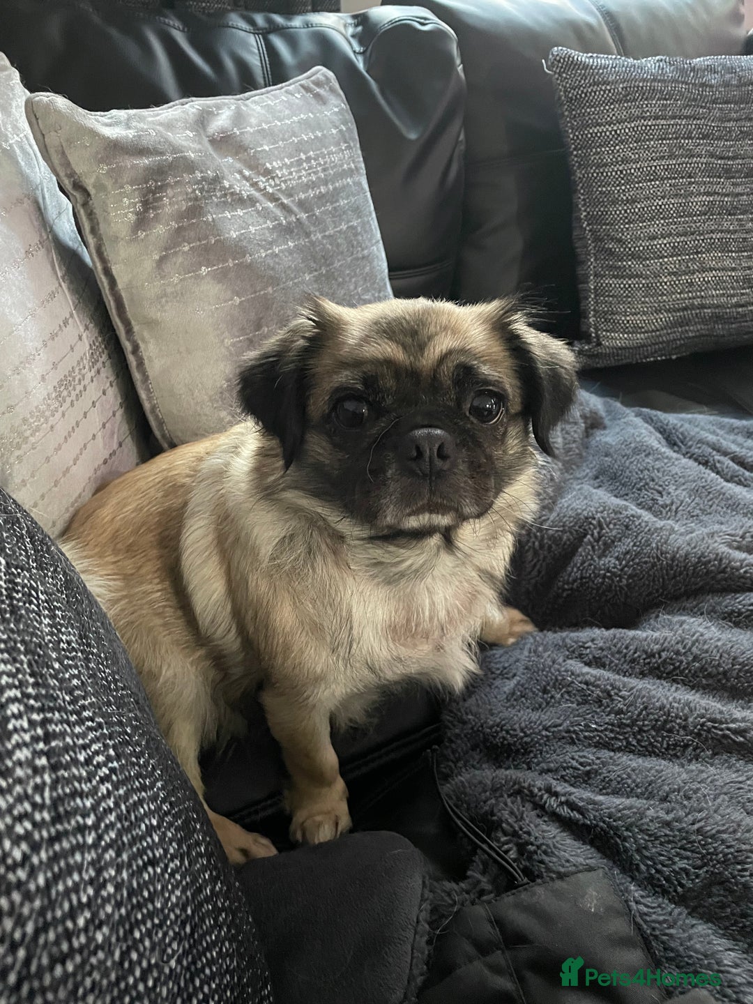 Pug dogs for sale: Beautiful KC Reg spayed fluffy pug needs home 💖 - Advert 3
