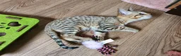 Savannah cats for sale: F3 Svannahs Girl Pedigree - Advert 9