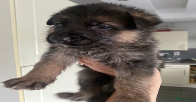German Shepherd dogs - Advert 1