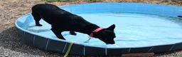 Border Collie dogs for adoption: HENNESSY  - Advert 2