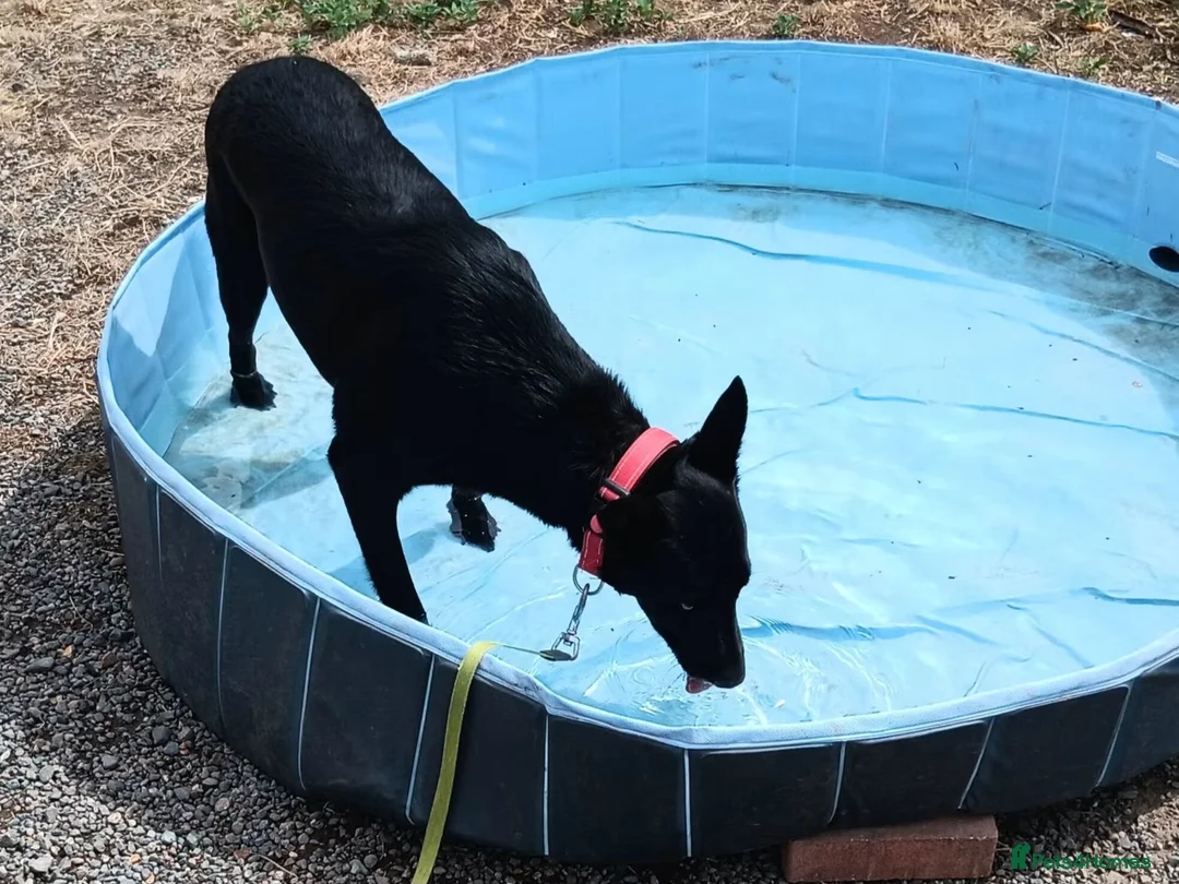 Border Collie dogs for adoption: HENNESSY  - Advert 2