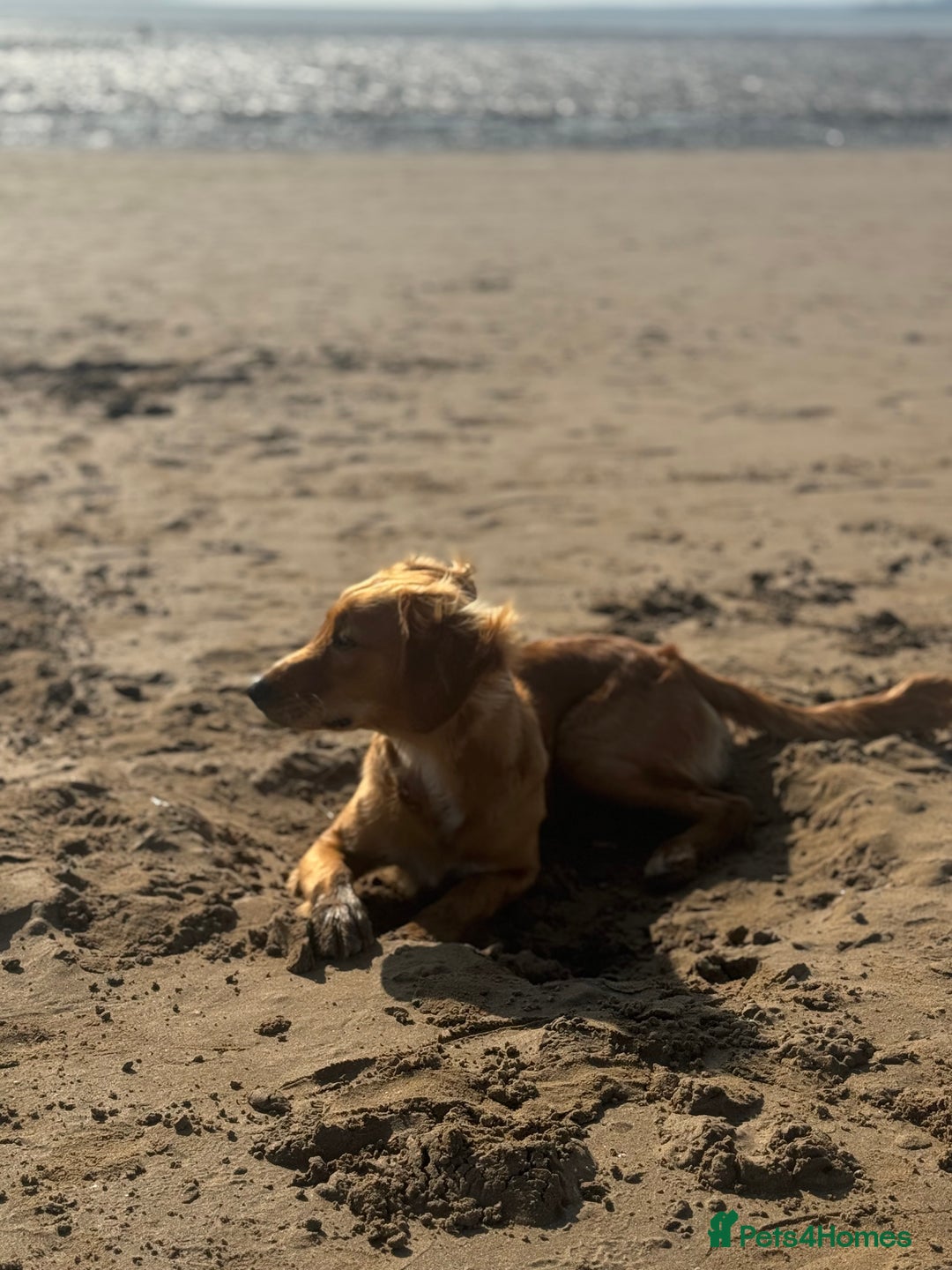 Mixed Breed dogs for sale: Stunning family boy for sale  - Advert 4