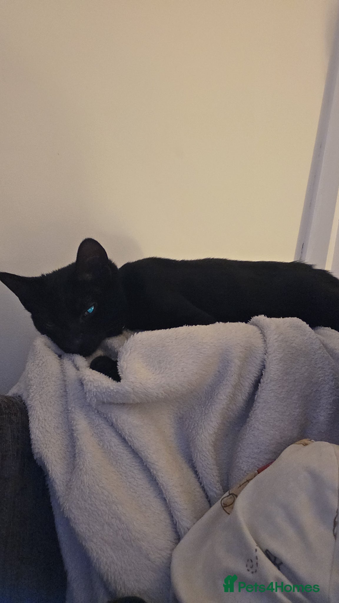 Mixed Breed cats for sale: Black cat - Advert 2