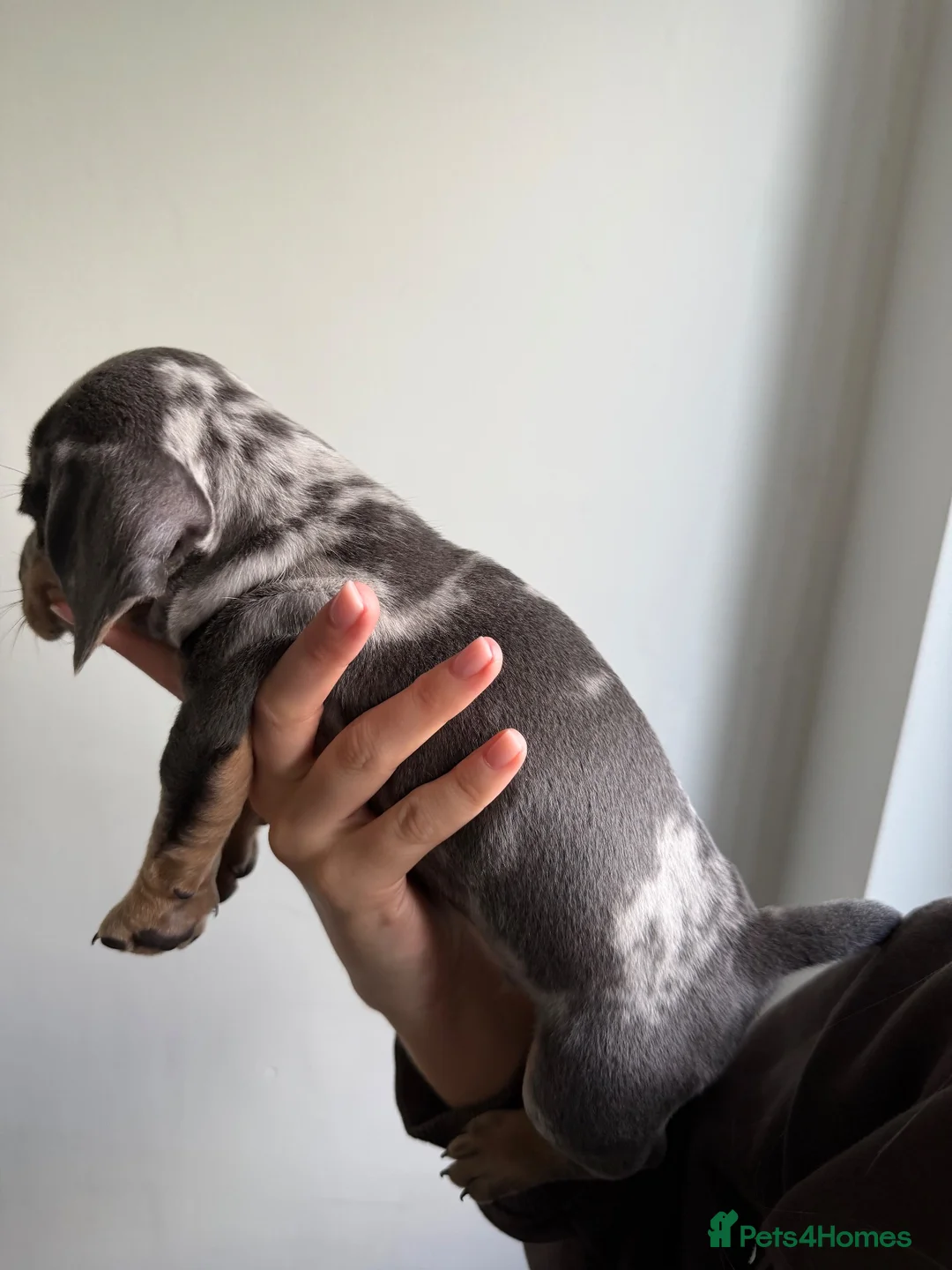 Mixed Breed dogs for sale: Dachshund x French bull dog puppies  - Advert 5