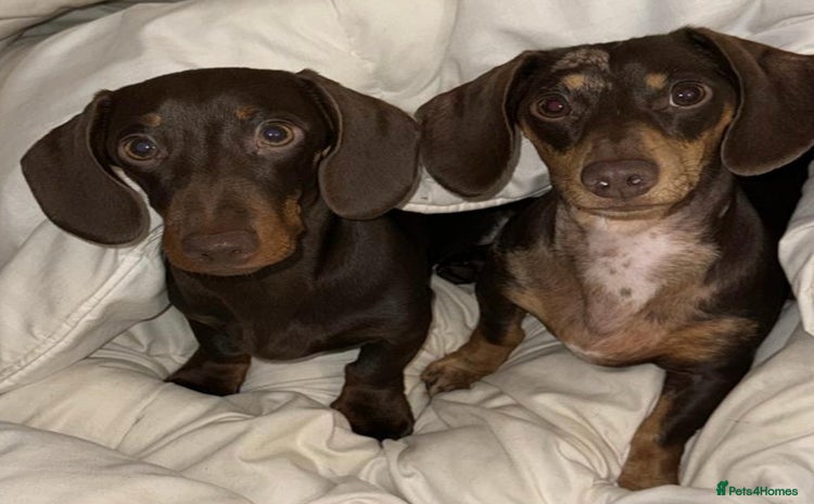 Miniature Dachshund dogs 2 Gorgeus Miniature dachshunds🥰 - Advert 2