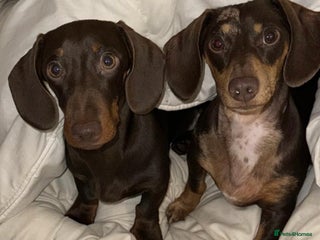 Miniature Dachshund dogs 2 Gorgeus Miniature dachshunds🥰 - Advert 1