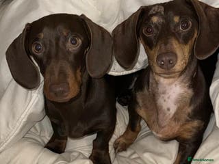 Miniature Dachshund dogs 2 Gorgeus Miniature dachshunds🥰 - Advert 18