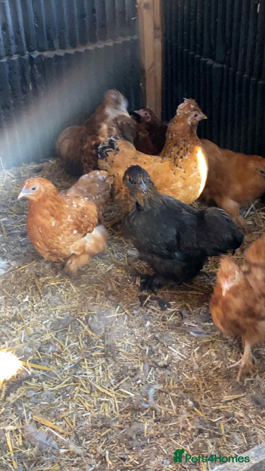 Chickens poultry for sale: Pilkies - Bantams ❤️ - Image 5