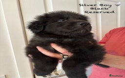 German Shepherd dogs for sale: K.C German Shepherd Puppies  - Image 9