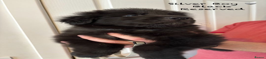 German Shepherd Puppy 2