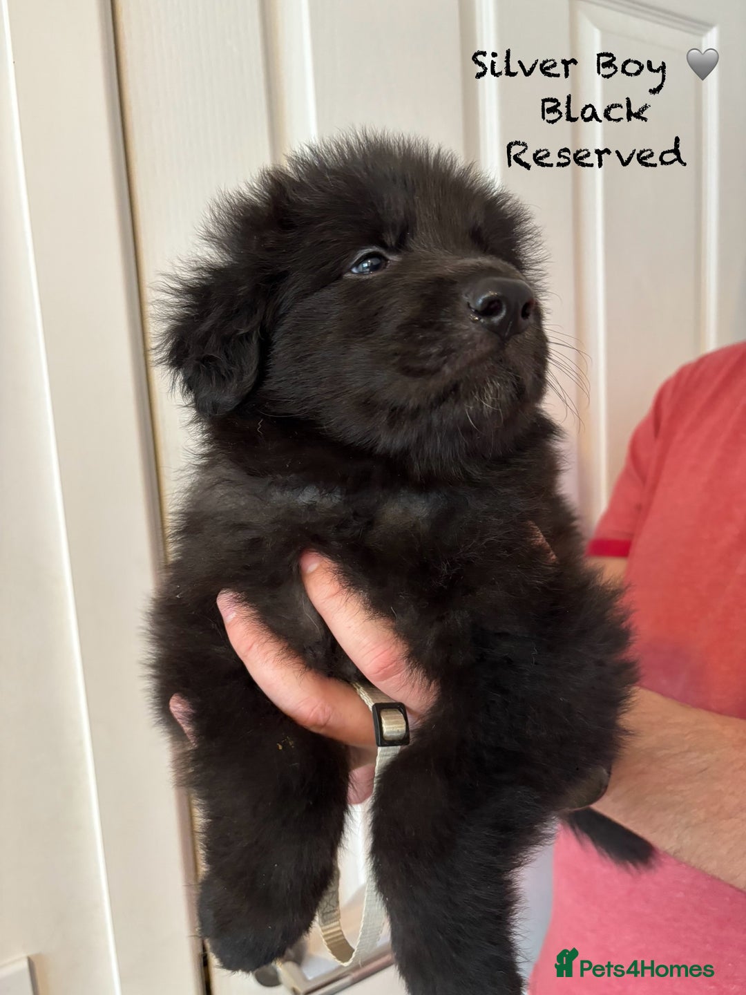 German Shepherd dogs for sale: K.C German Shepherd Puppies  - Image 9